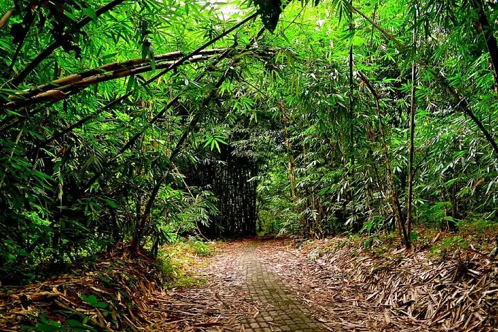 A narrow paved path winding through a dense bamboo forest.